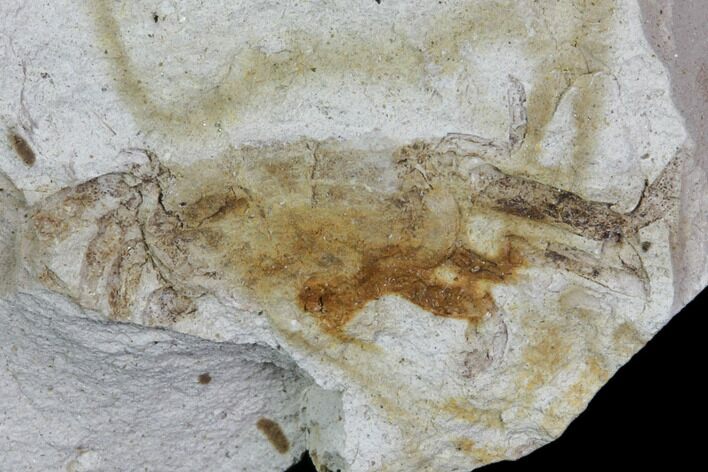Fossil Pea Crab (Pinnixa) From California - Miocene #85298
